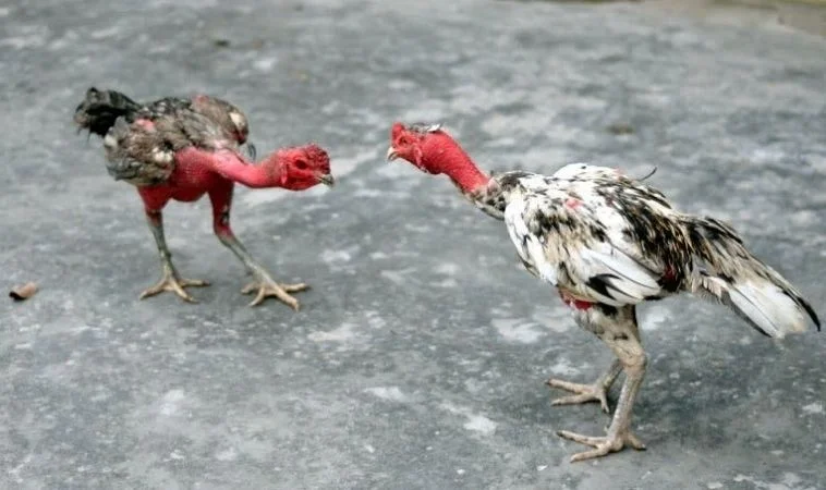 Trải nghiệm cá cược đá gà cực kỳ kịch tính tại Bet88